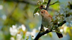 Nightingale (foto): ptice s neiskusnim izgledom, ali pjevanje talenta